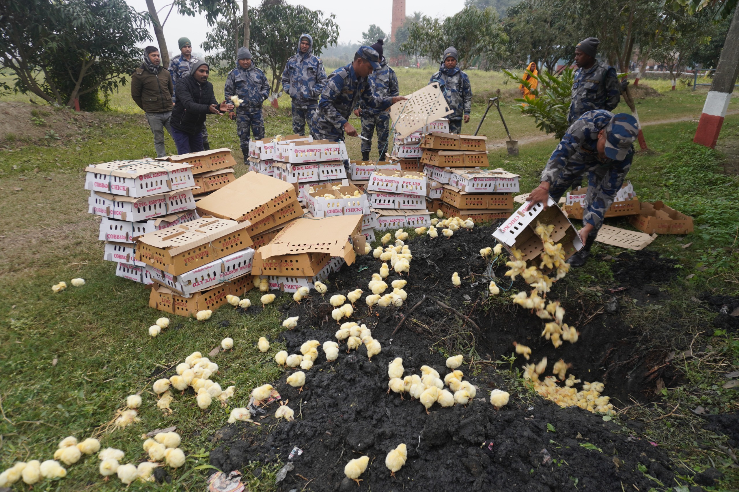 पर्सामा सशस्त्र प्रहरीद्वारा भारतबाट भित्र्याइँदै गरेका १० हजार प्रतिबन्धित ब्रोइलर चल्ला नष्ट