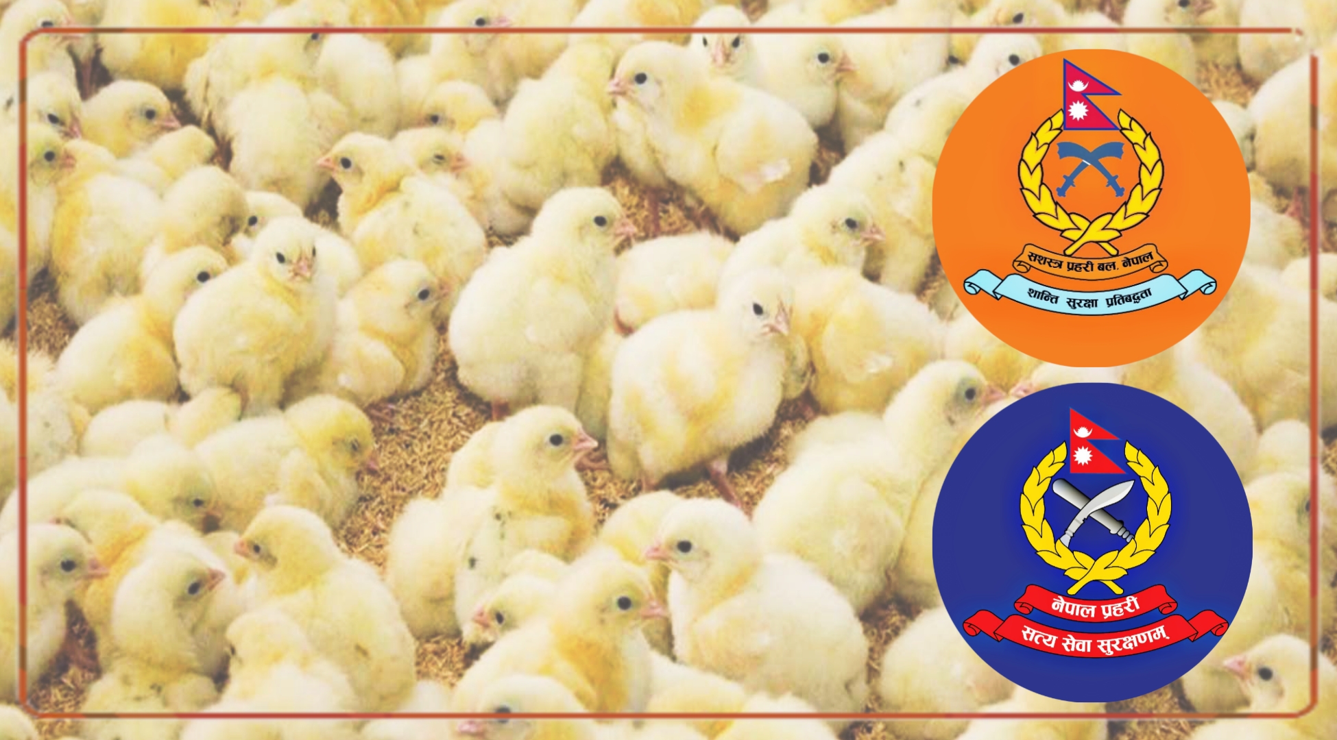 पर्सामा प्रहरीकै संरक्षणमा कुखुरा तस्करी, उपभोक्ता स्वास्थ्यमा गम्भीर जोखिम