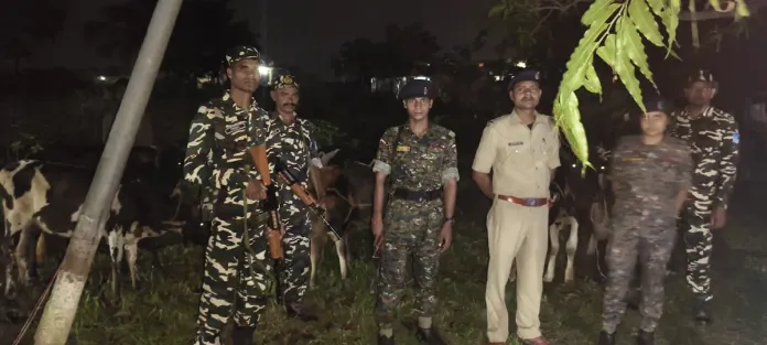 नेपालबाट भारततर्फ लैजाँदै गरेका १० वटा गाईगोरु बरामद